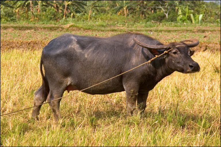 Ibnelwaled Buffalo